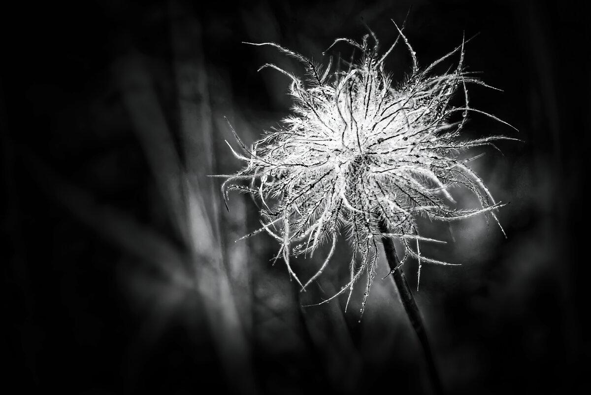 Crystalline Plume: Western Pasqueflower