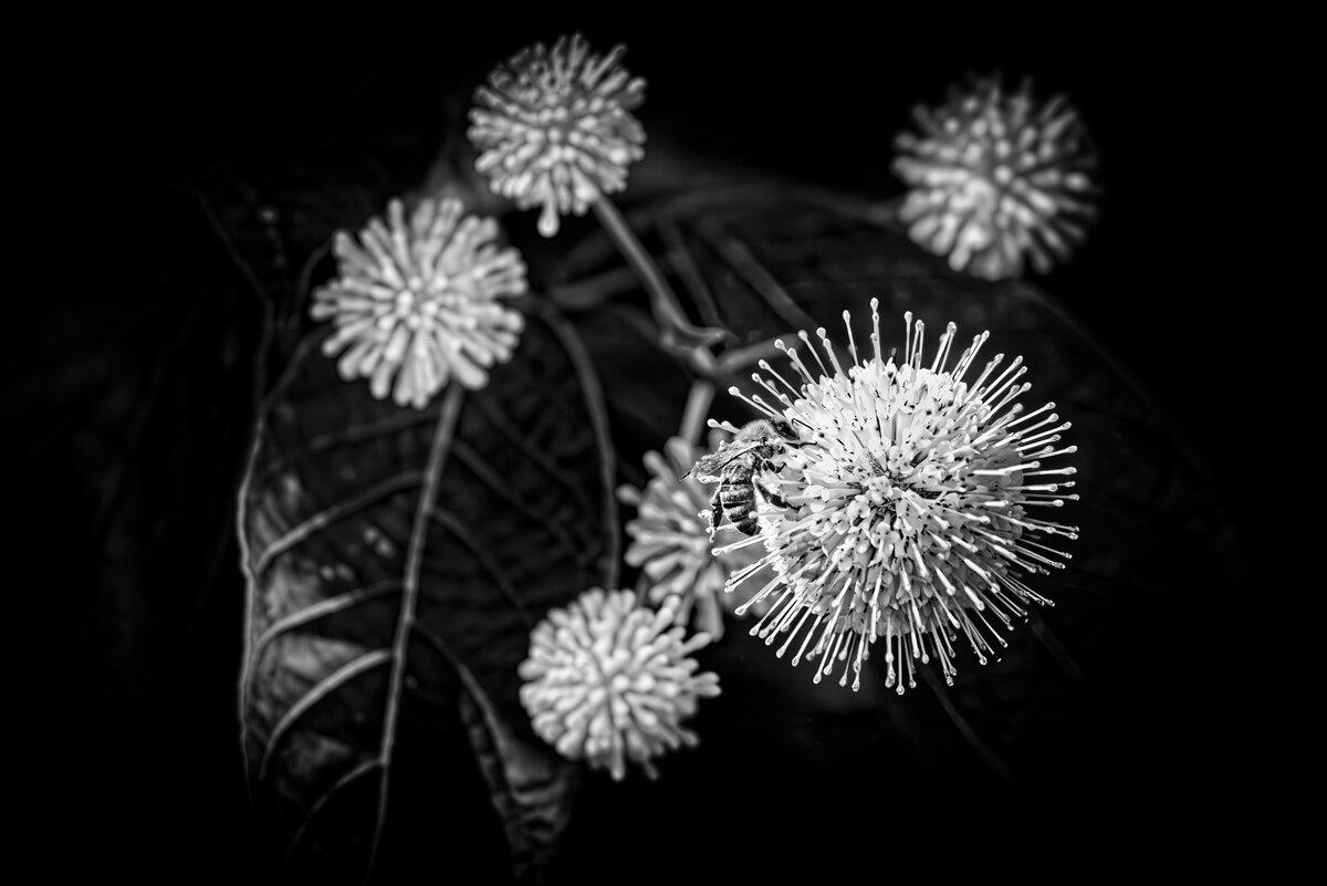 Bee on Buttonbush in Monochrome