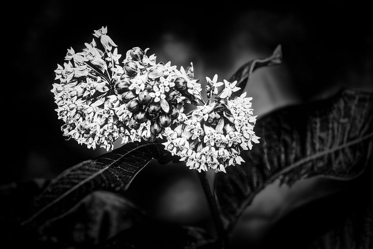 Monochrome Milkweed Bloom at Great Meadows