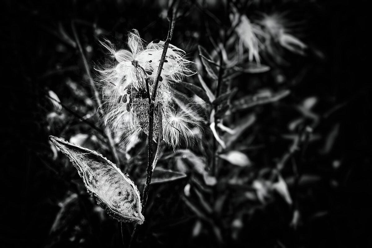 Milkweed Pods and Seed Fluff at Great Meadows