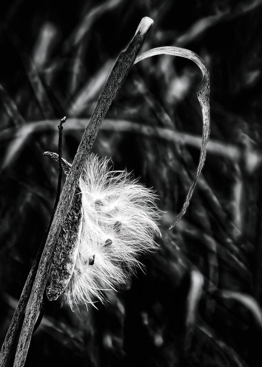 Milkweed in Shadow