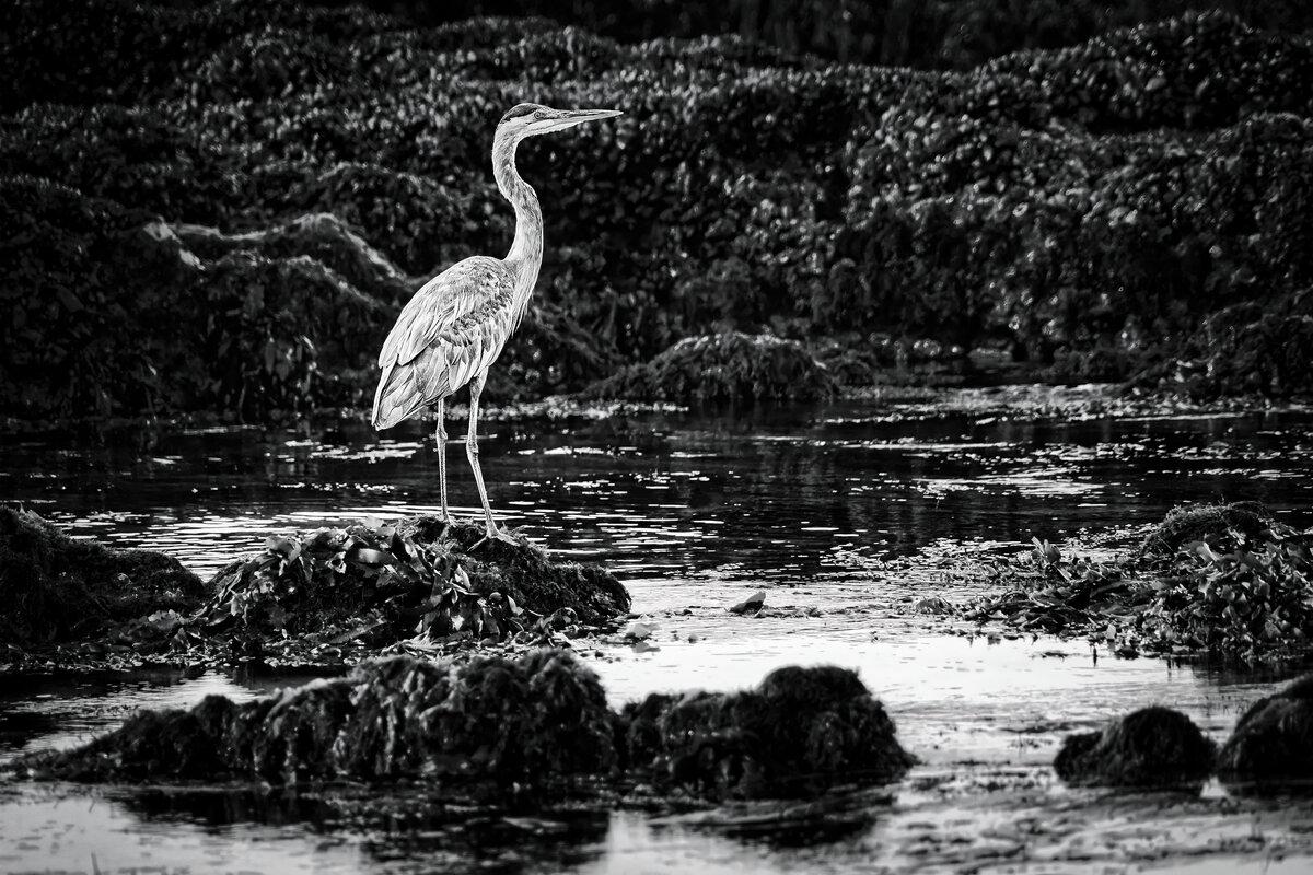 Tricolored Heron at Carpinteria Reef
