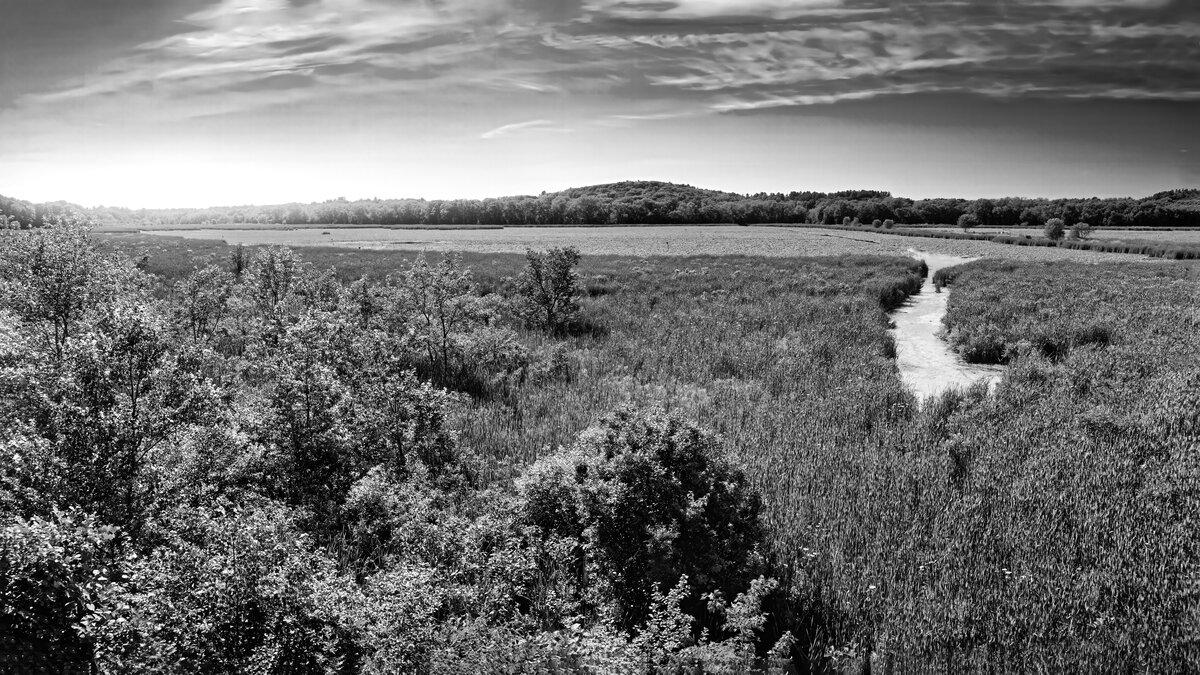 Summer Horizon: Great Meadows Panorama