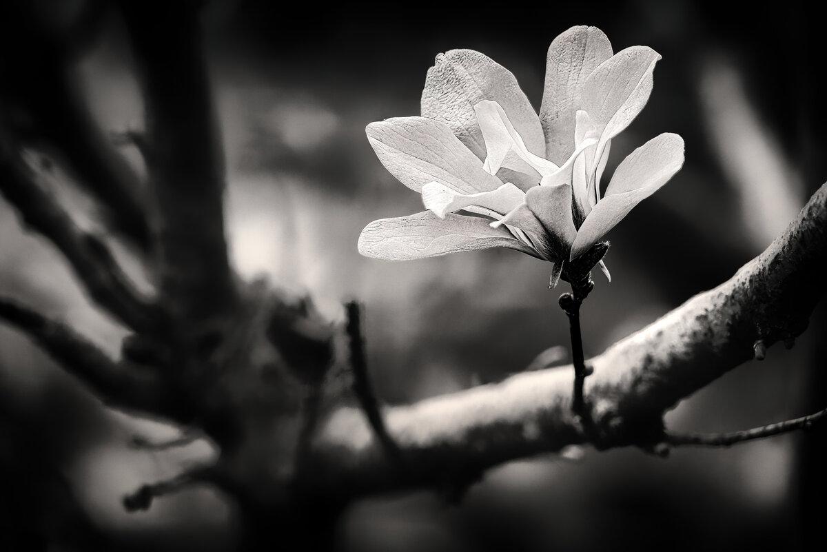 Ethereal Bloom: Magnolia Star Study