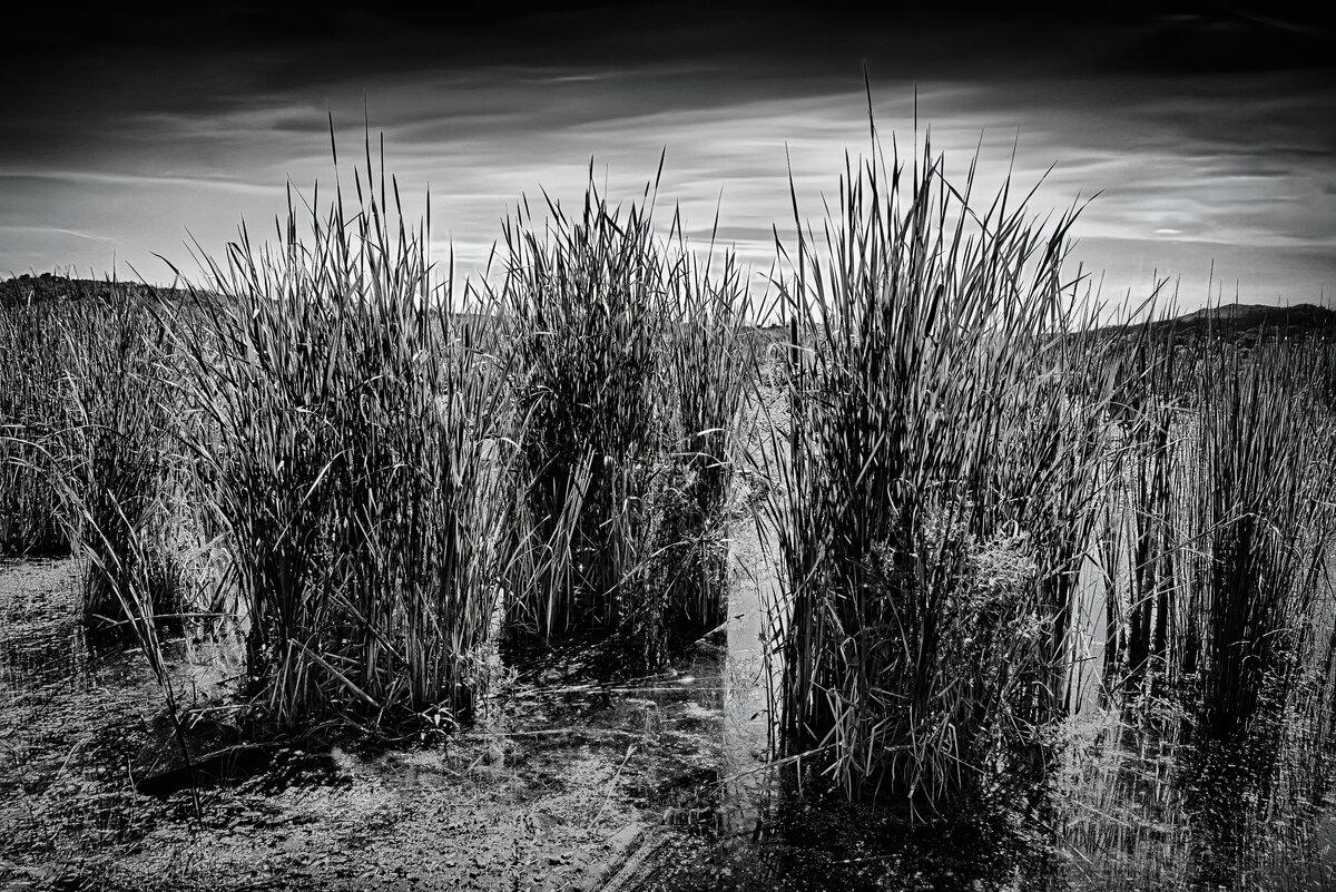 Cattails in Black and White