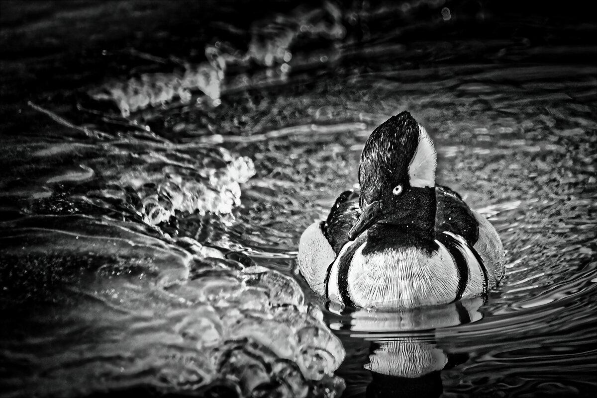 Winter Patrol: Hooded Merganser