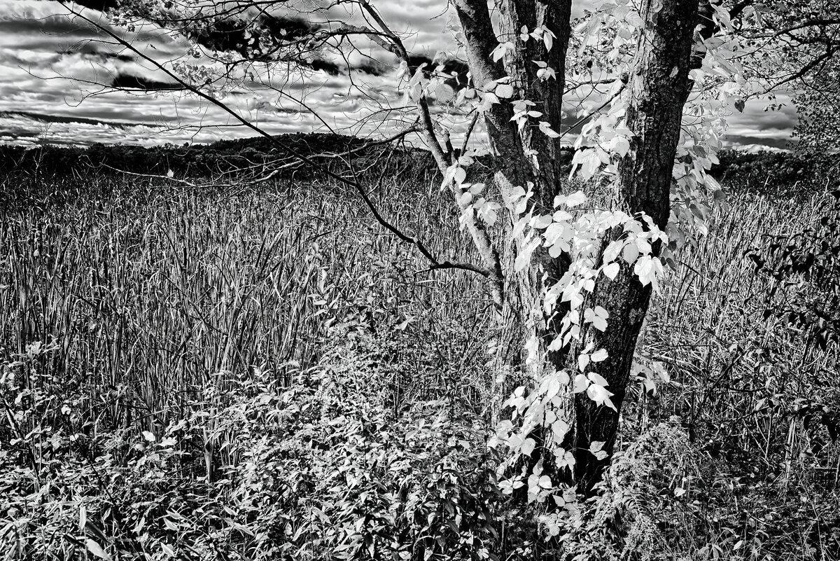 Autumn Tree at Great Meadows