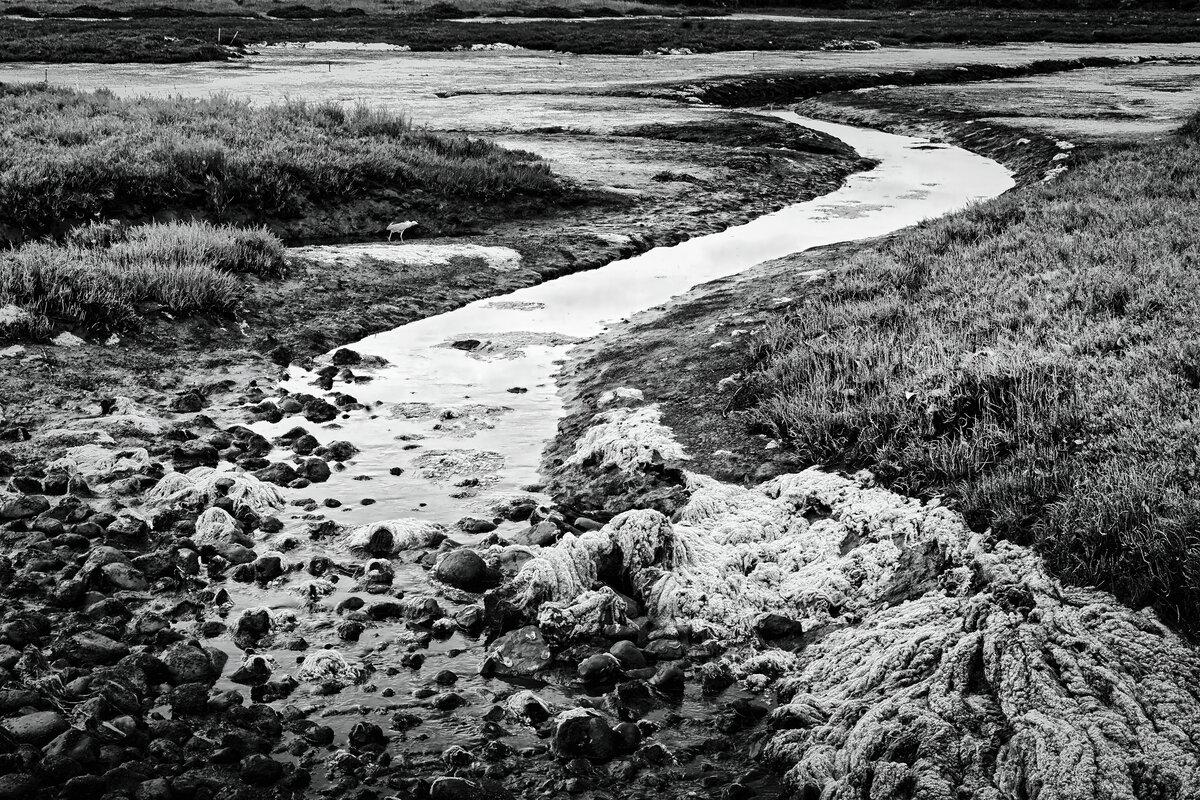 Meander: Carpinteria Salt Marsh