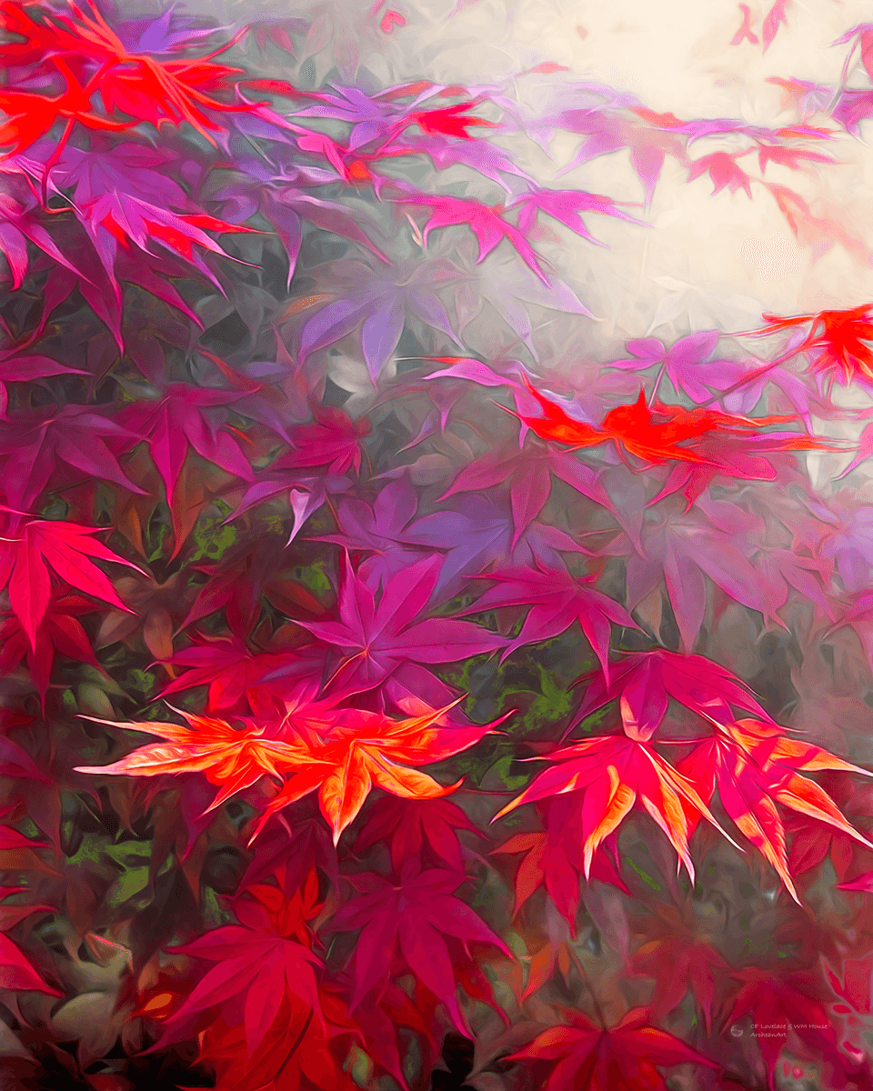 Maple Leaves