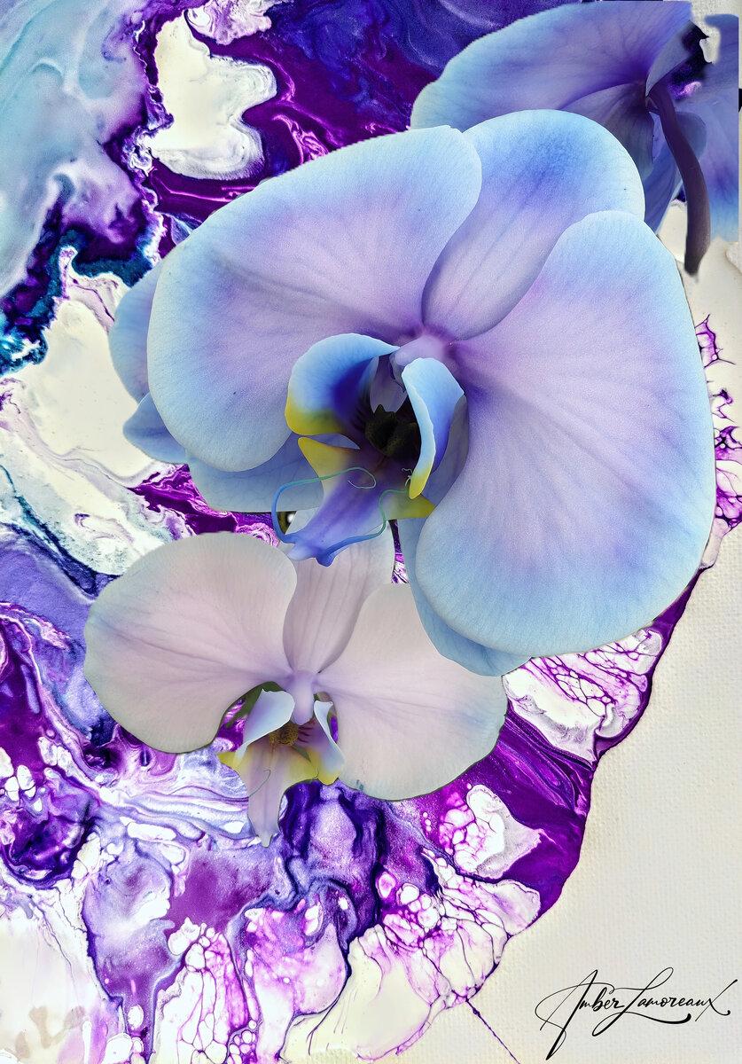 Purple Orchid Fantasy