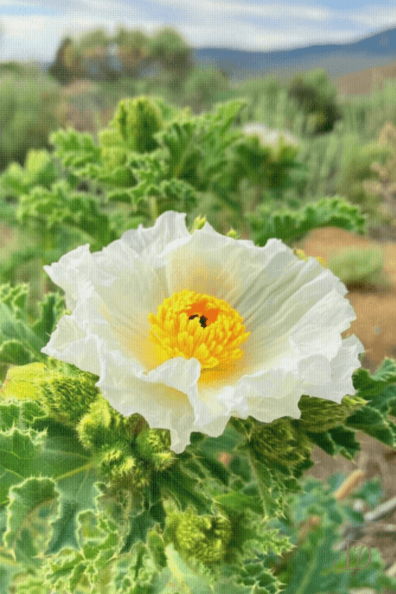 Chicalote Prickly Poppy in Bloom
