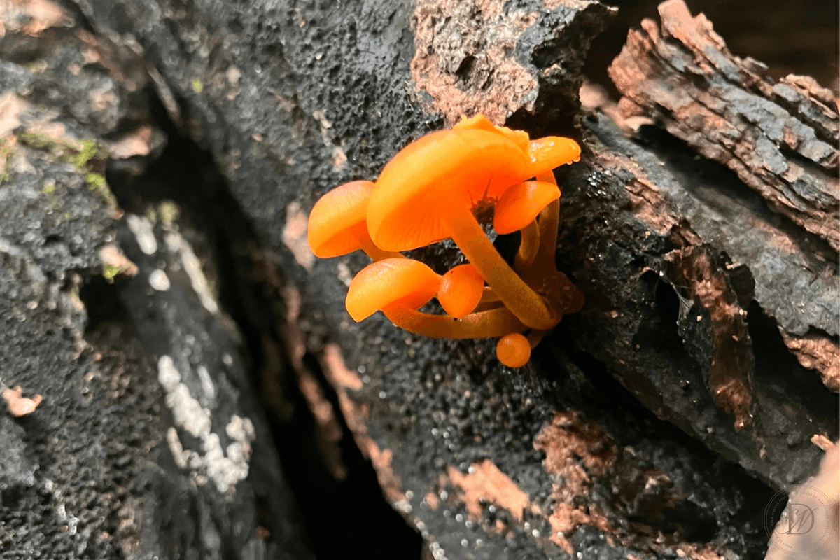 Tiny Orange Mushrooms