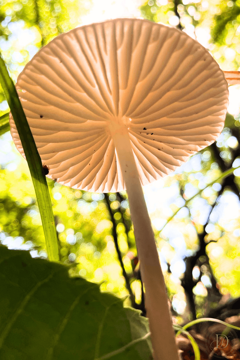 Mushroom Gills
