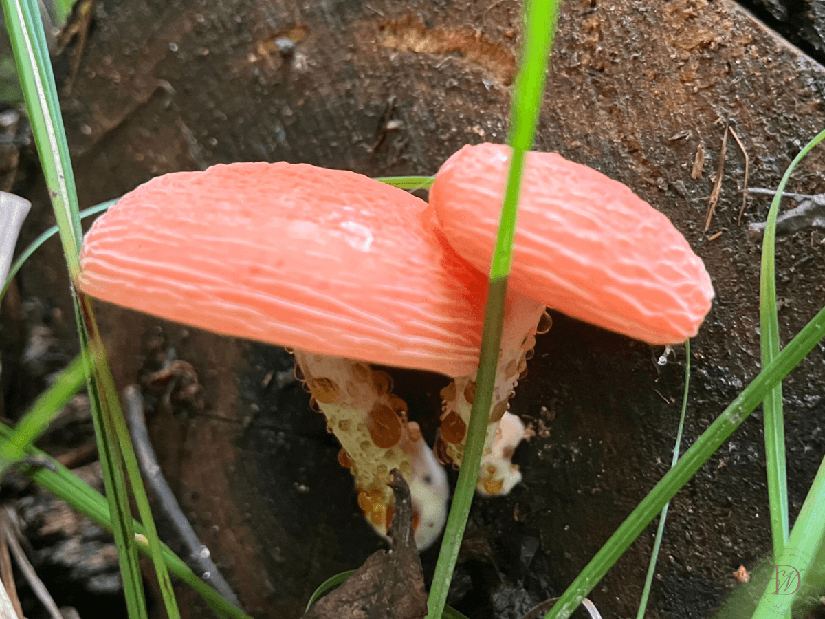 Orange Mushroom Tops