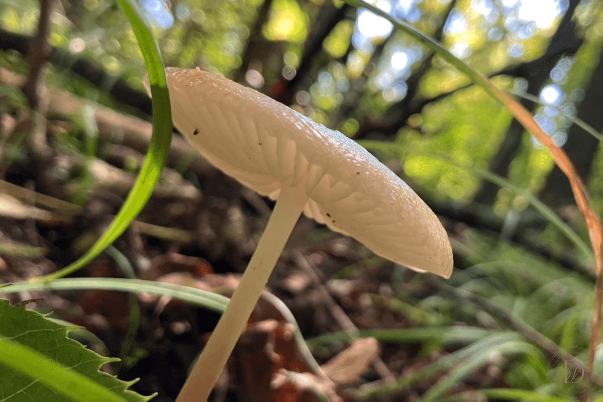 White Mushroom in a Forest