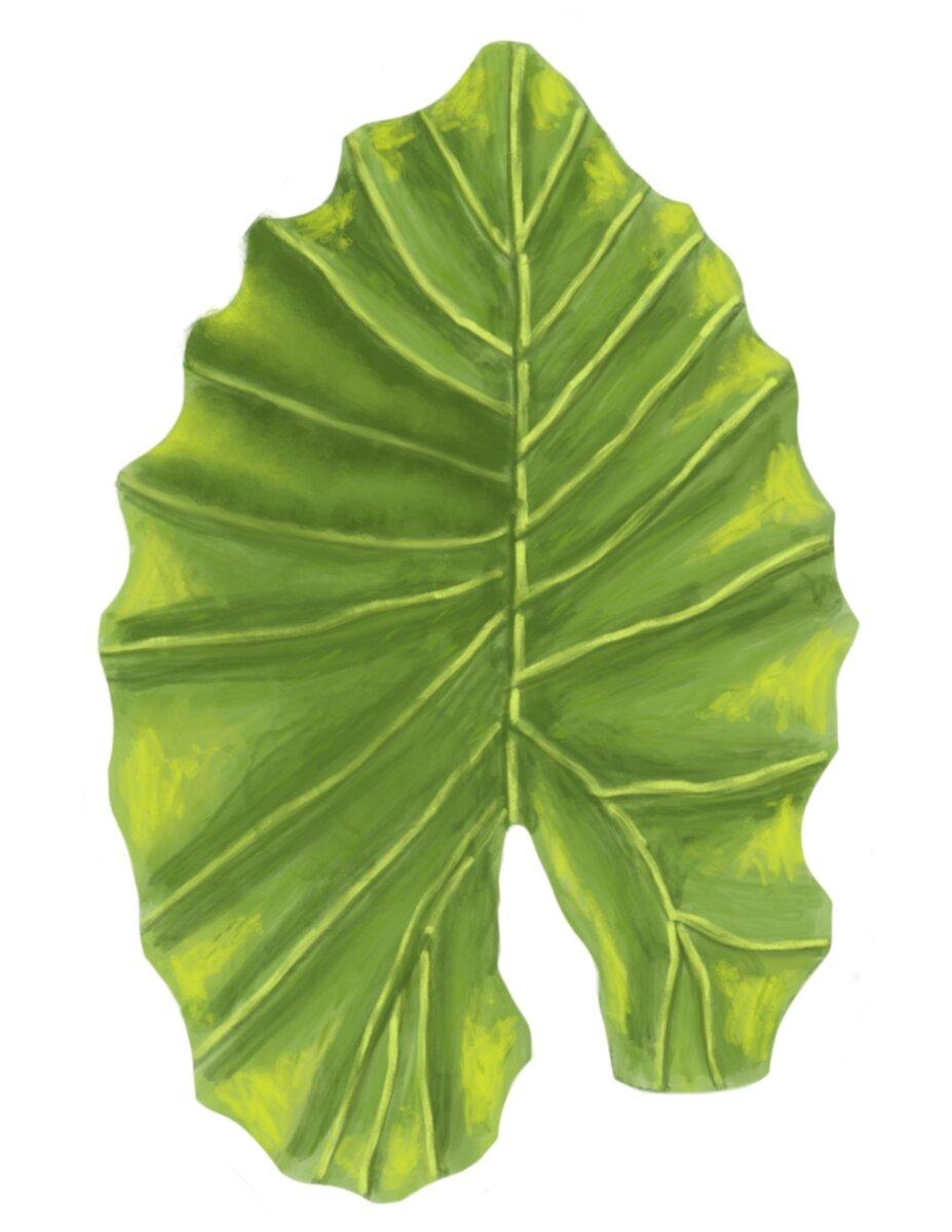 Philodendron