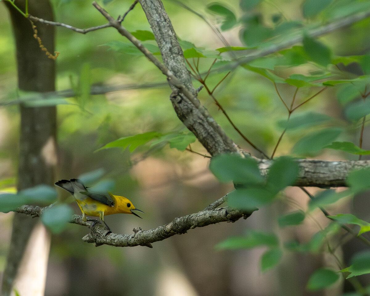 Prothonotary Warbler Fine Art Print