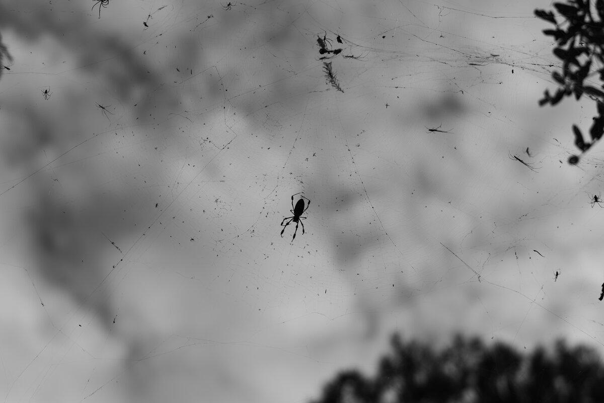 The Orb Weaver