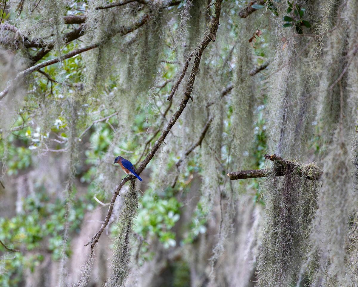 Eastern Bluebird Fine Art Print