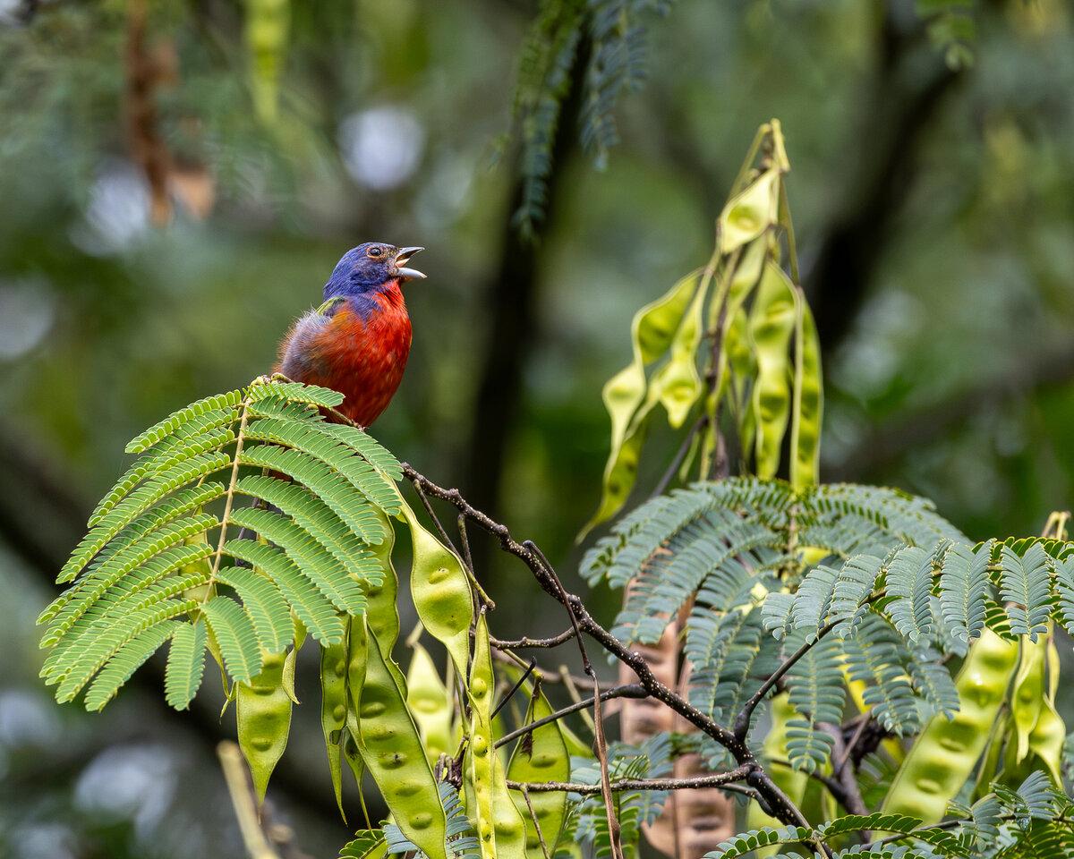 Painted Bunting Singing