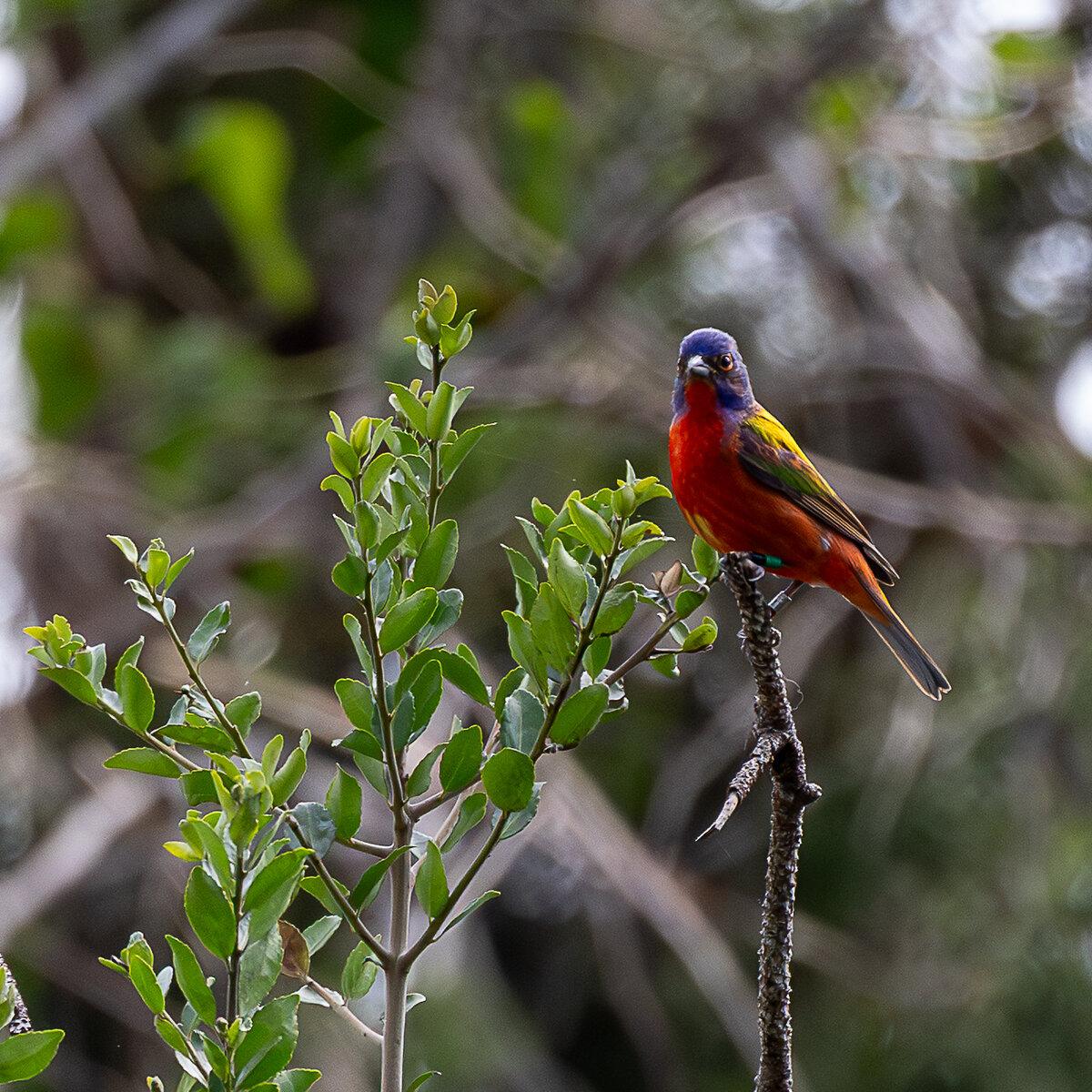 Painted Bunting in Coastal Foilage