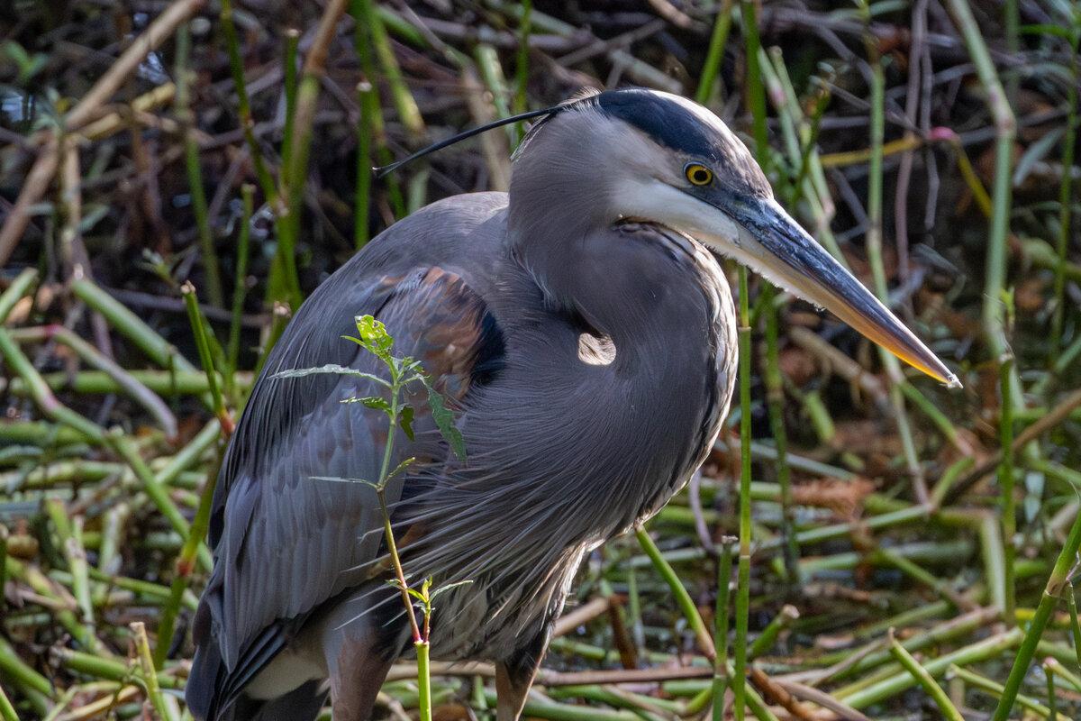 Great Blue Heron Portrait in the Reeds