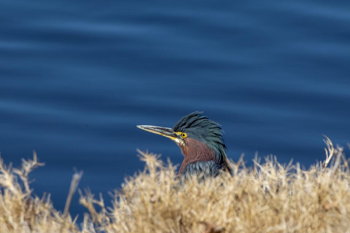 Green Heron Peeking Through Marsh Grass