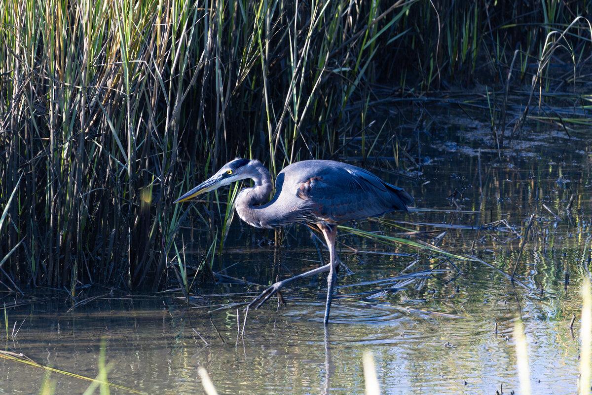 Great Blue Heron Stalking in the Reeds