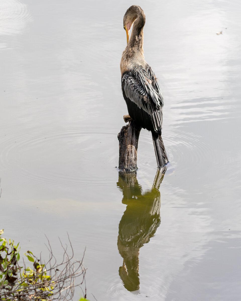 Anhinga Reflection on Still Waters