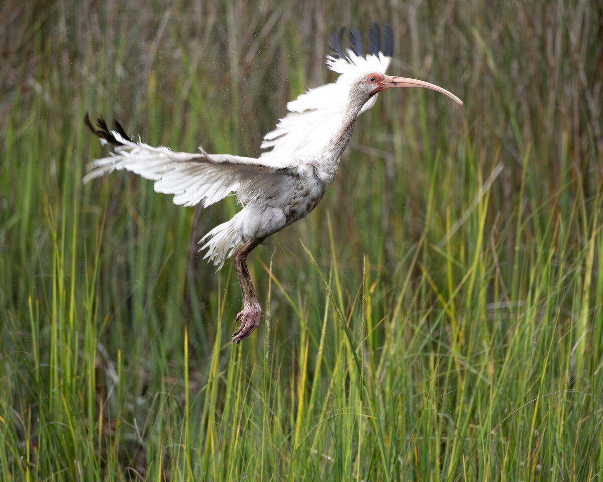 White Ibis Fine Art Print (1 of 3)