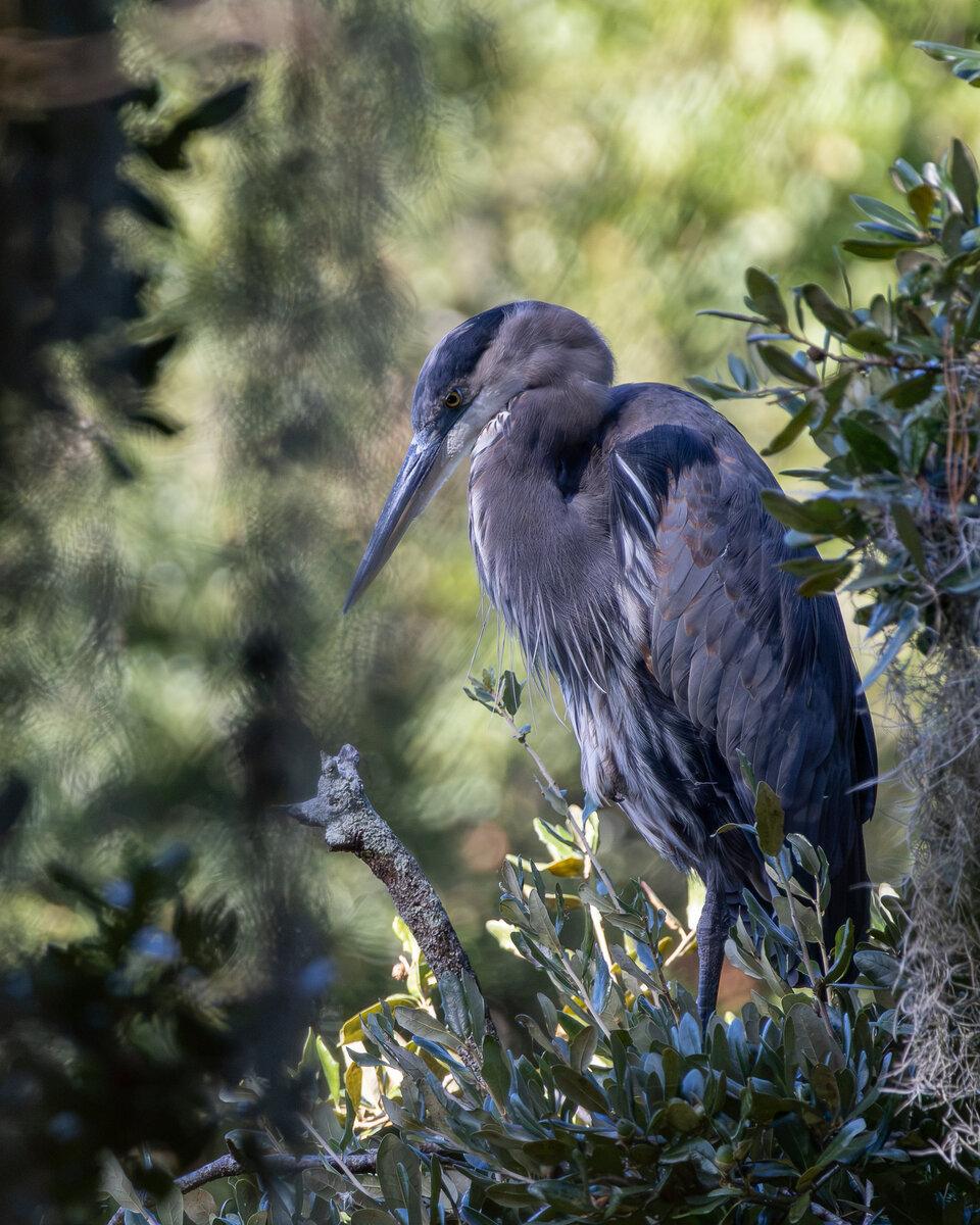 Great Blue Heron Perched