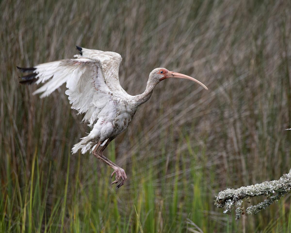 White Ibis Fine Art Print (2 of 3)
