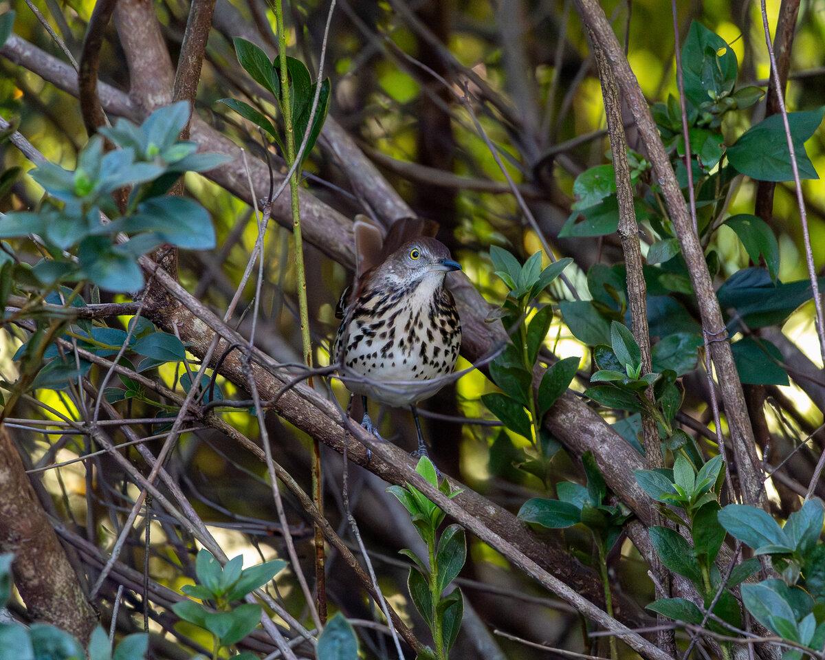 Brown Thrasher Fine Art Print