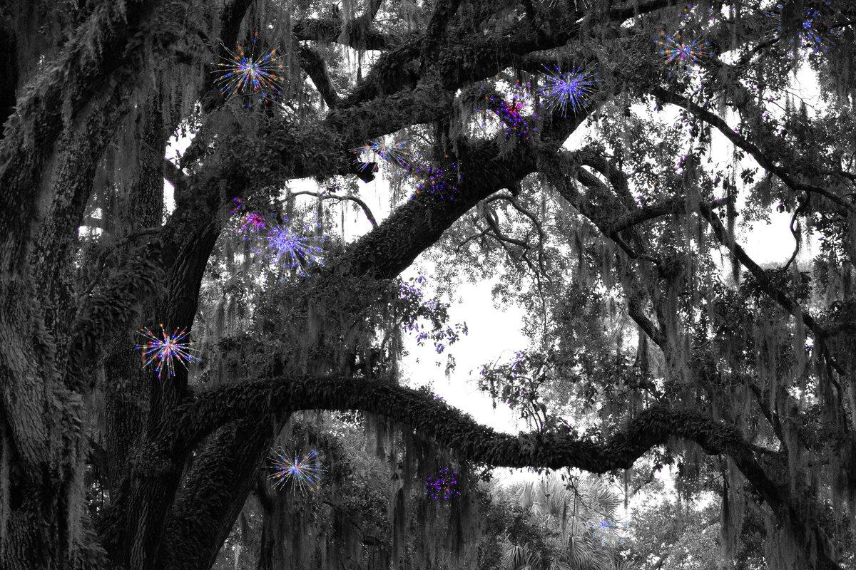 Enchanted Oak at Airlie Gardens
