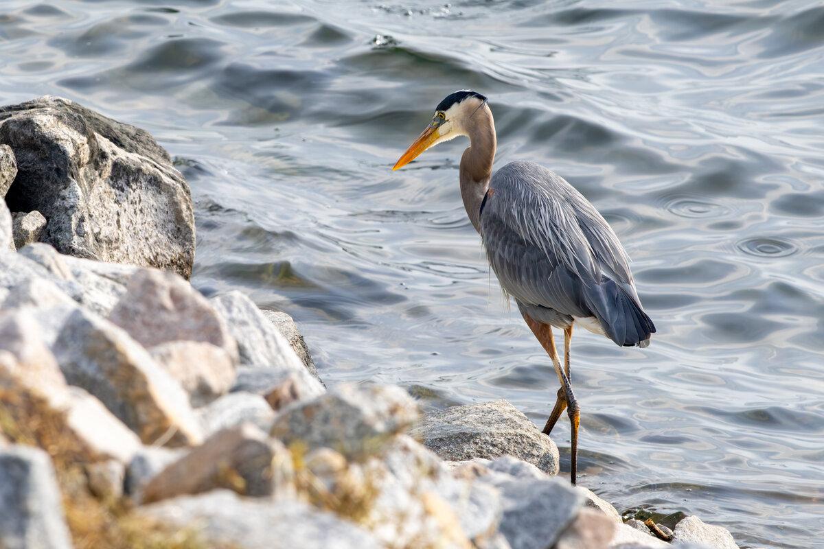 Great Blue Heron Foraging on the Rocky Shore
