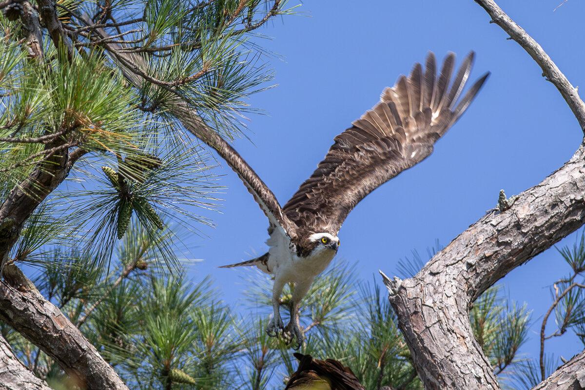 Osprey in Flight