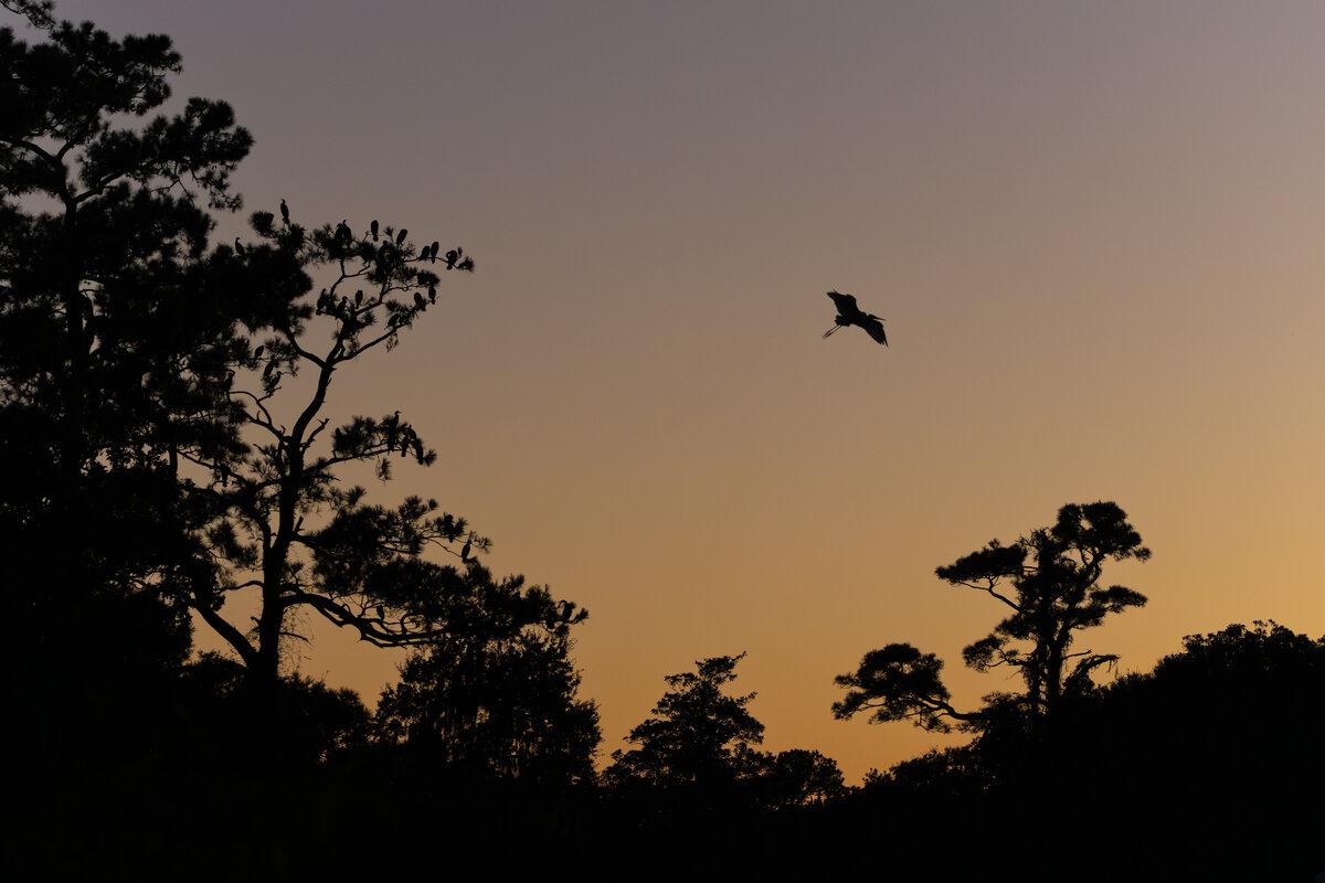 Flight at Golden Hour
