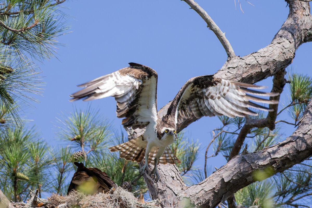 Osprey leaving the nest