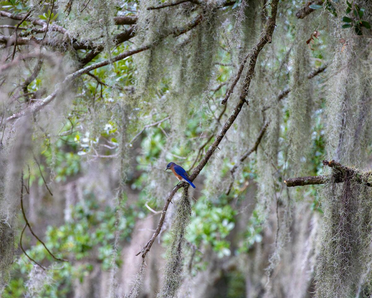 Eastern Bluebird in Spanish Moss