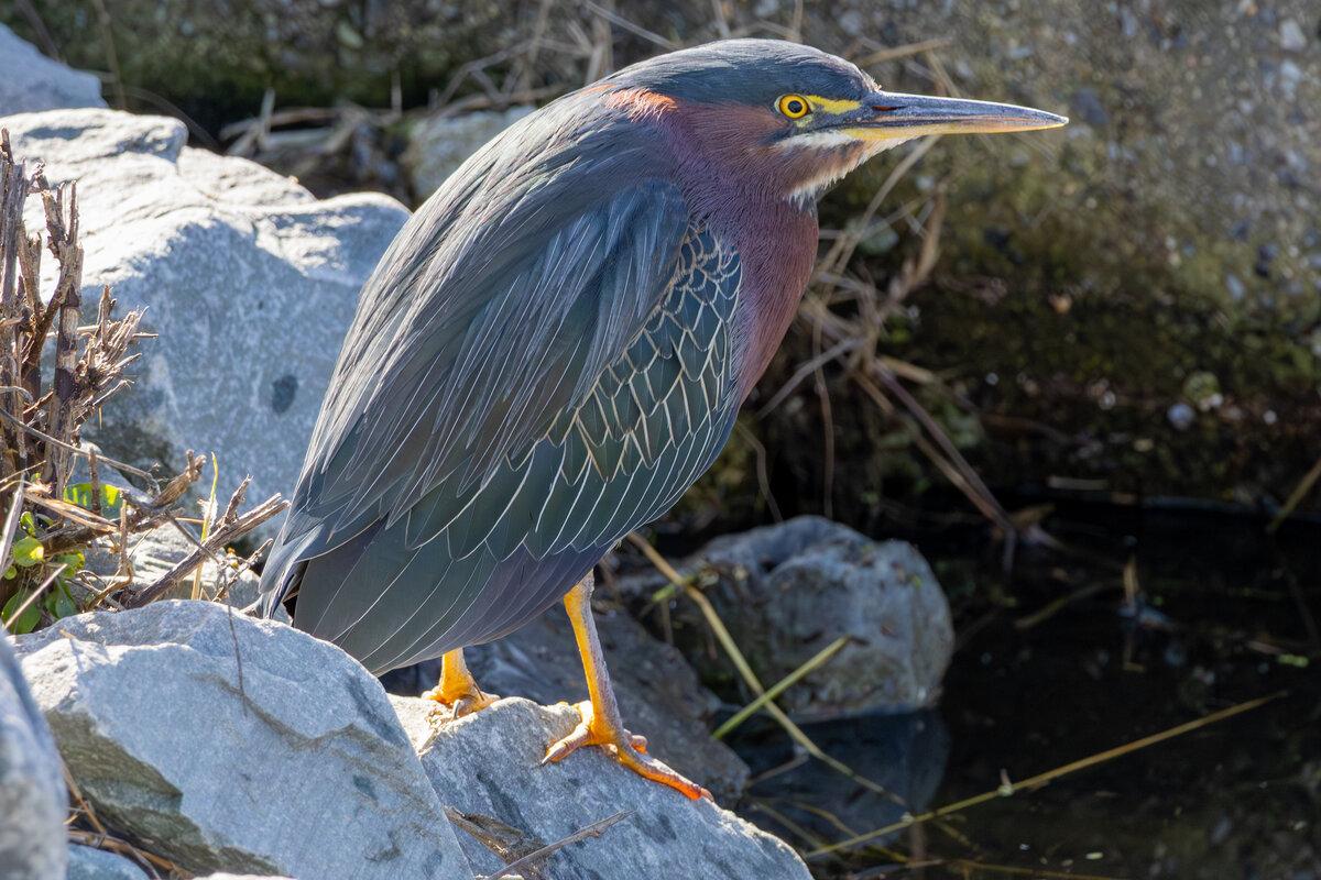 Green Heron Perched on Rocky Shore