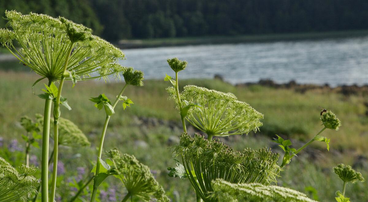 Alaskan Coastal Wildflower Print