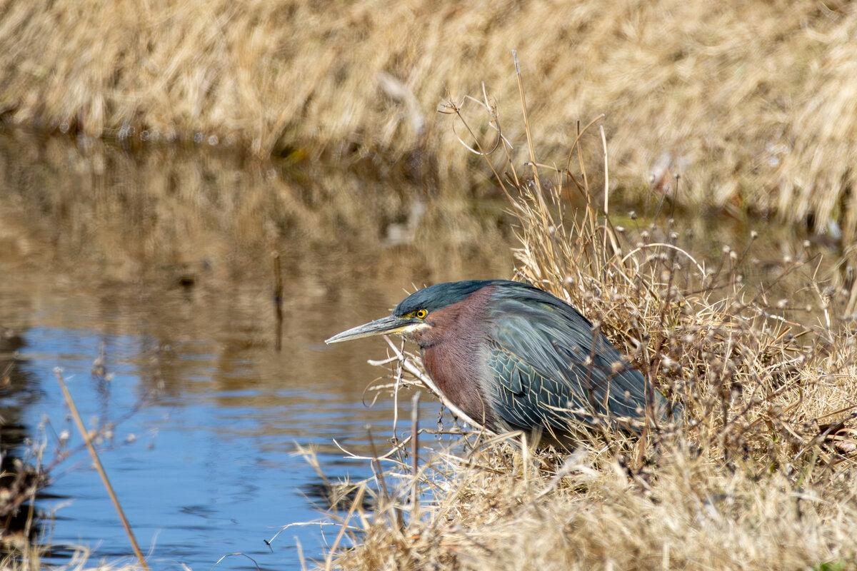 Green Heron Resting in the Reeds