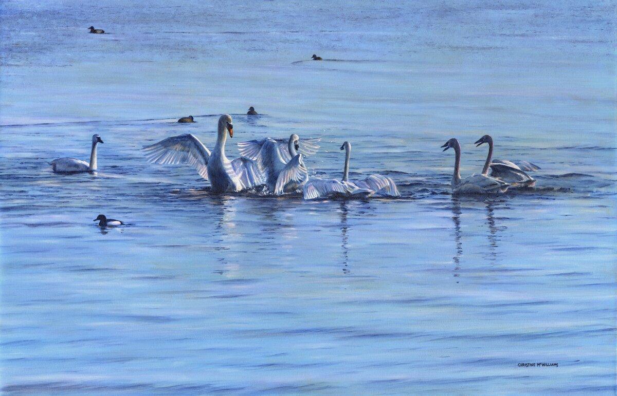 Spring Swans