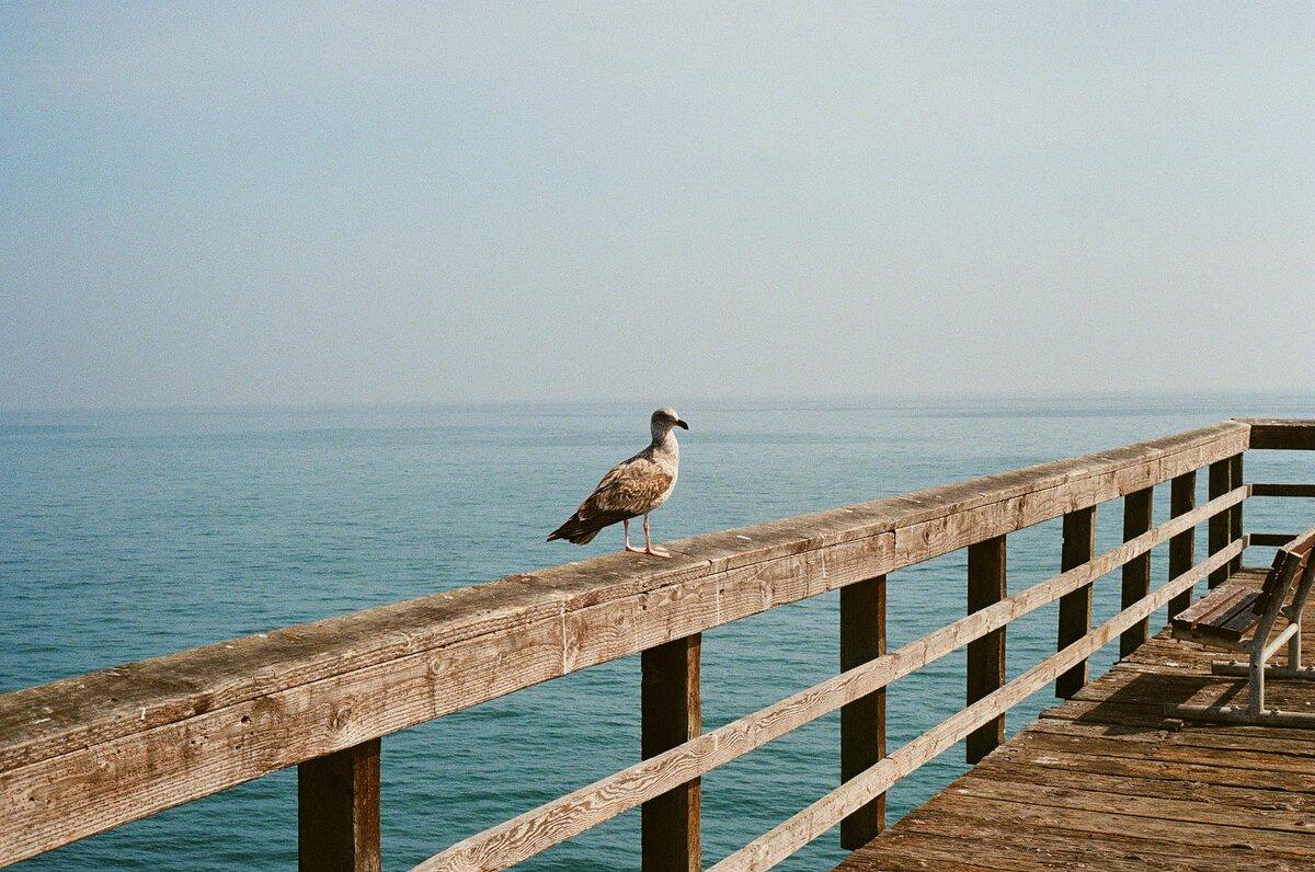 Gull at Goleta Pier
