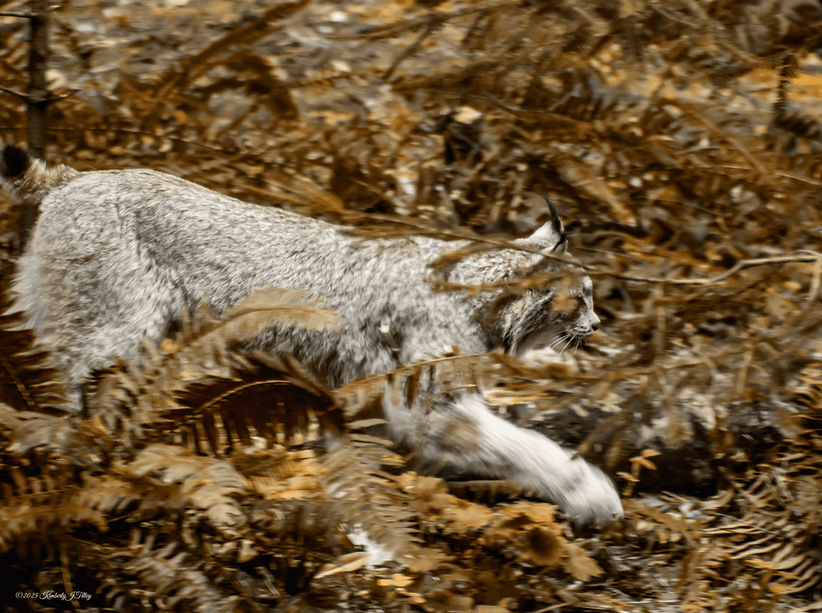 Lynx Moving Through the Forest