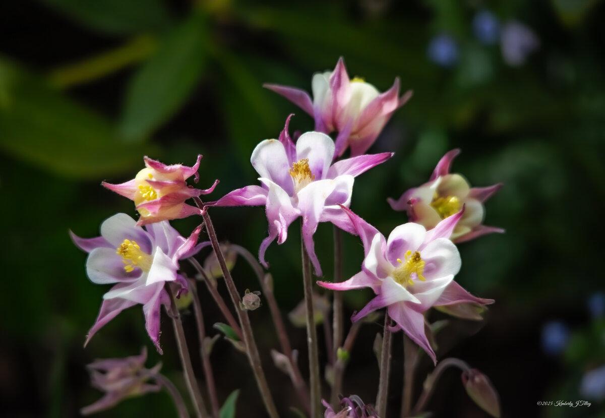 Pink Columbines P5116