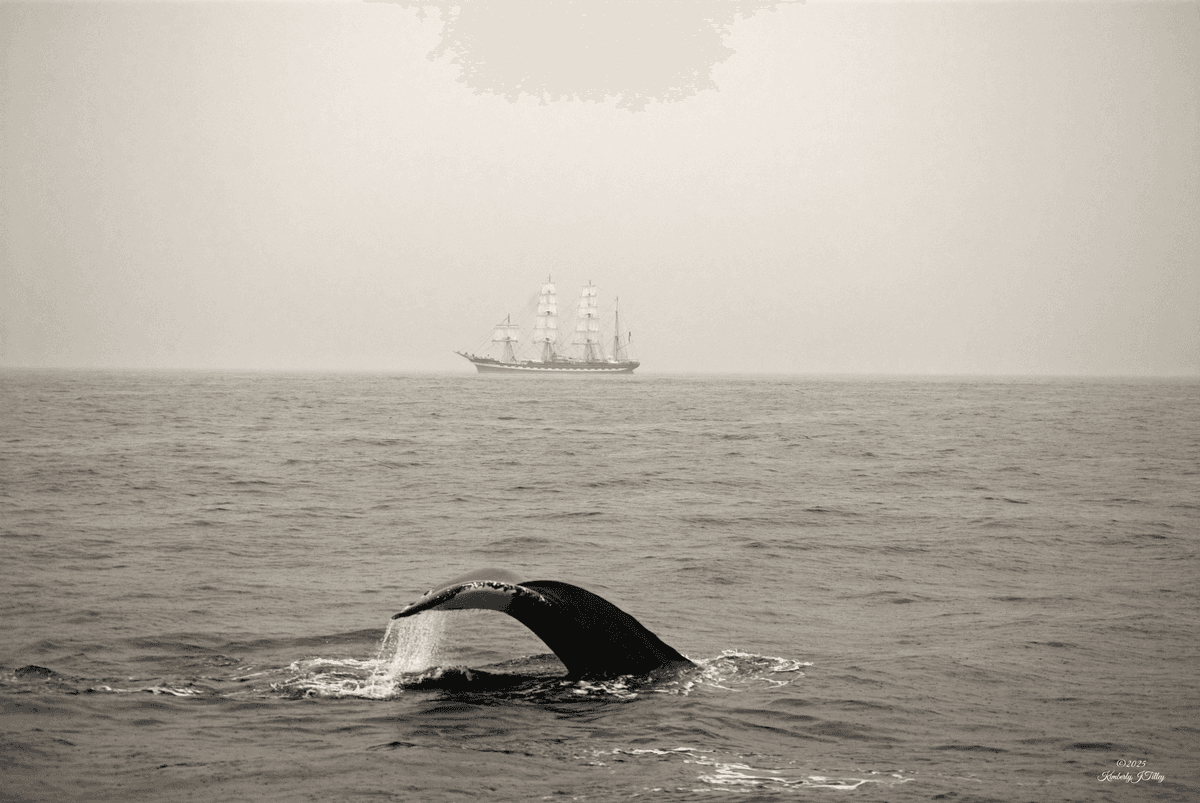 The Whale and the Tall Ship 4