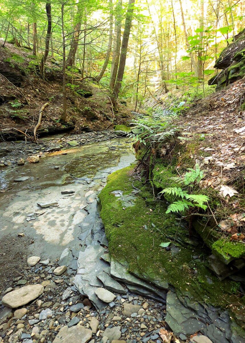 Mossy Creek BED