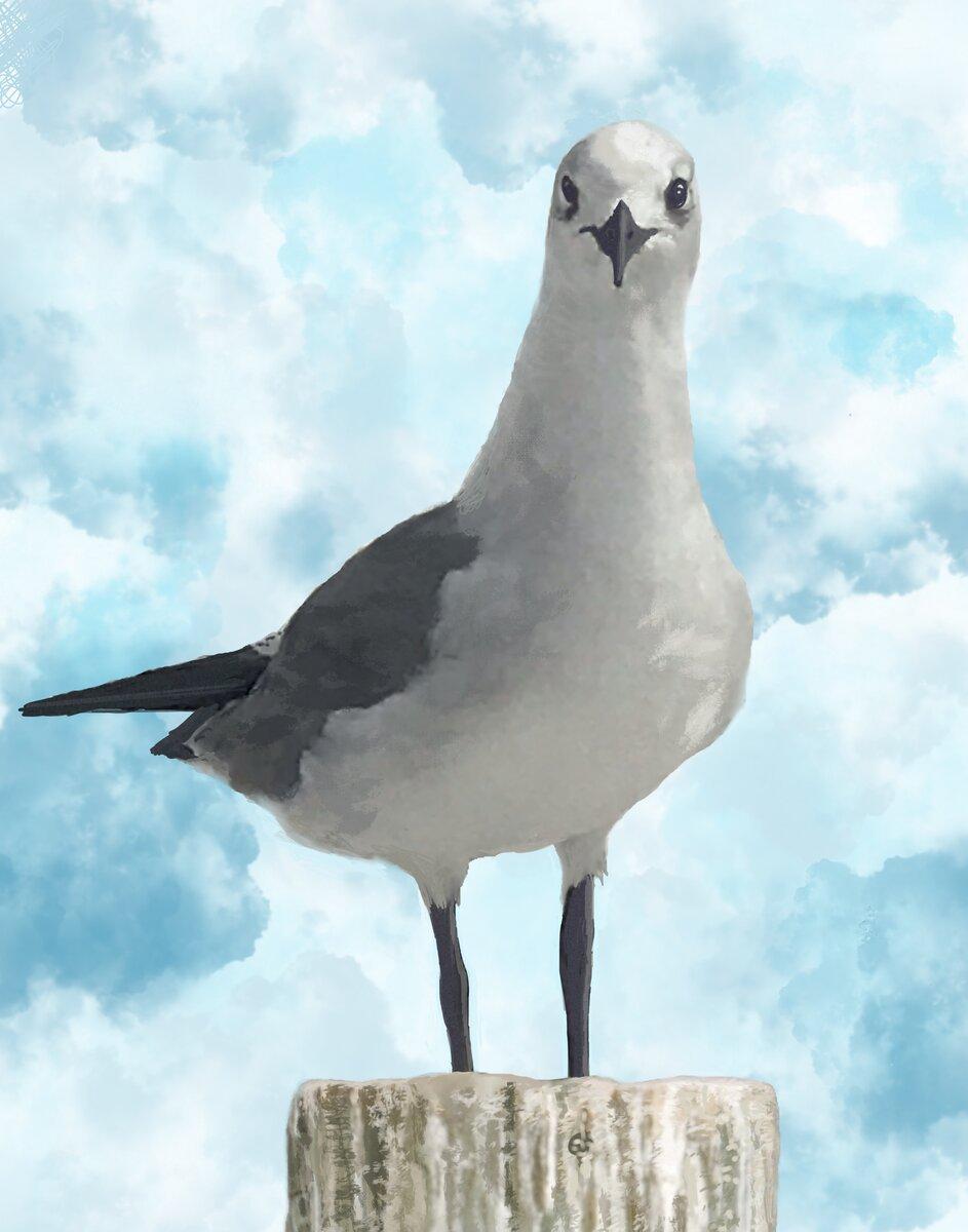 Seagull in a Sea of Sky