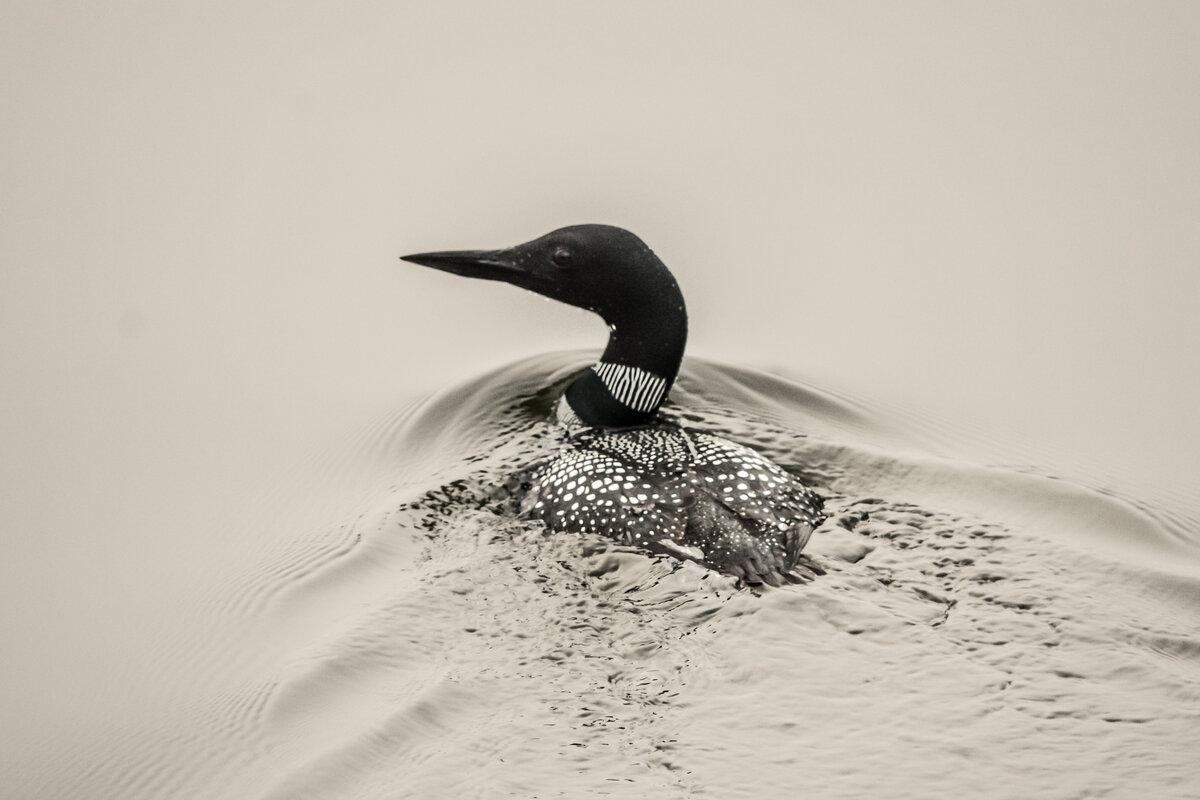 Conesus Lake Loon